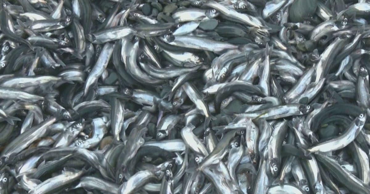 Annual Capelin Spawn Attracts Crowds to Newfoundland and Labrador Beaches