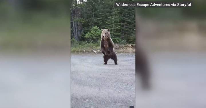 Close Encounter with Grizzly Bear in Kananaskis Highlights Ongoing Bear-Human Interactions
