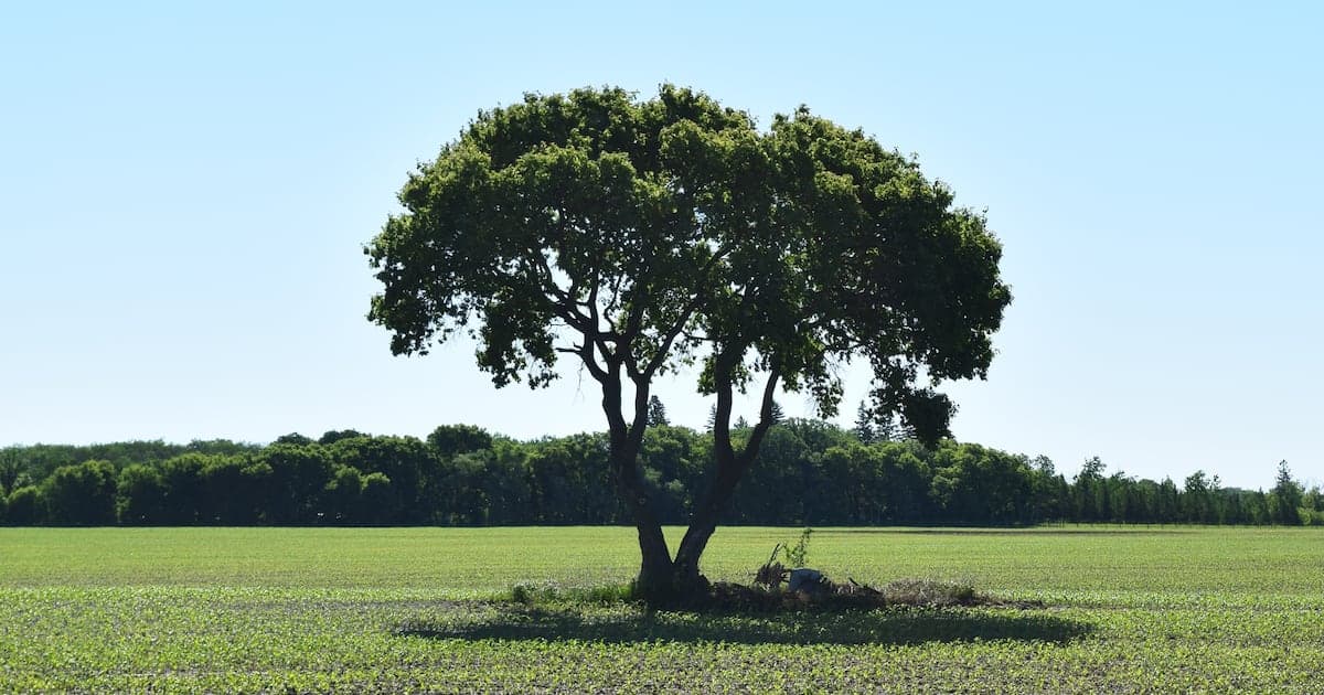 Early Mennonite Graves in Manitoba Face Obscurity as Farmland Expands