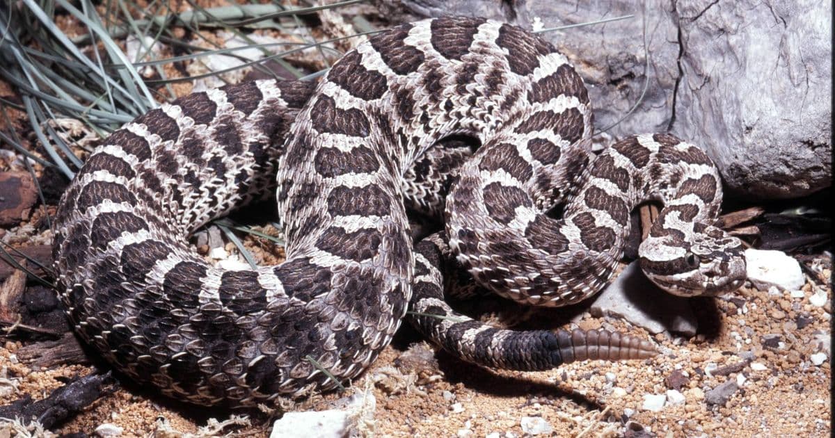 Eastern Massasauga: Ontario's Only Venomous Rattlesnake and Where to Find It