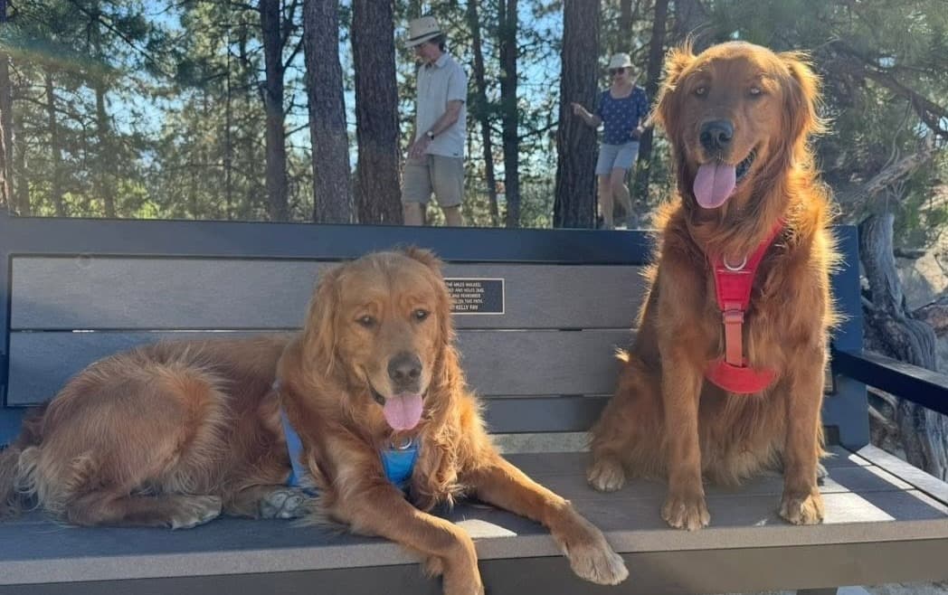 Golden, B.C., Plans Large Gathering of Golden Retrievers from Across Western Canada