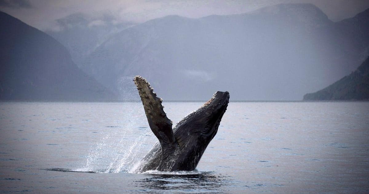 Whale Sightings Surge in B.C. Salish Sea Amid Conservation Gains and Food Abundance